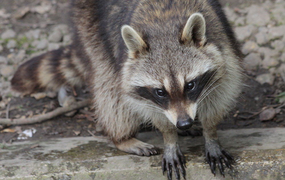 Waschbär