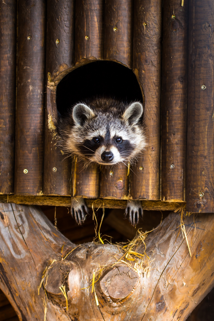 Waschbär