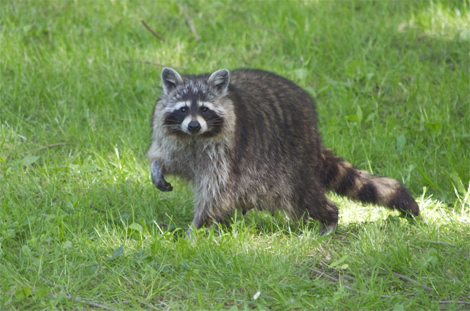 Waschbär