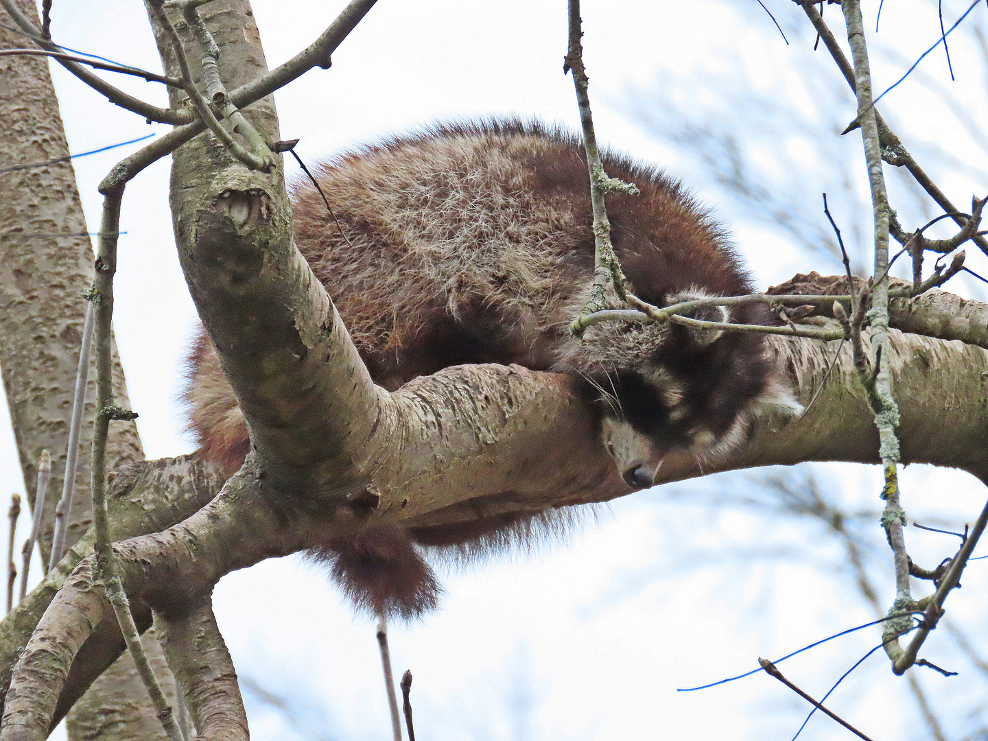 Waschbär