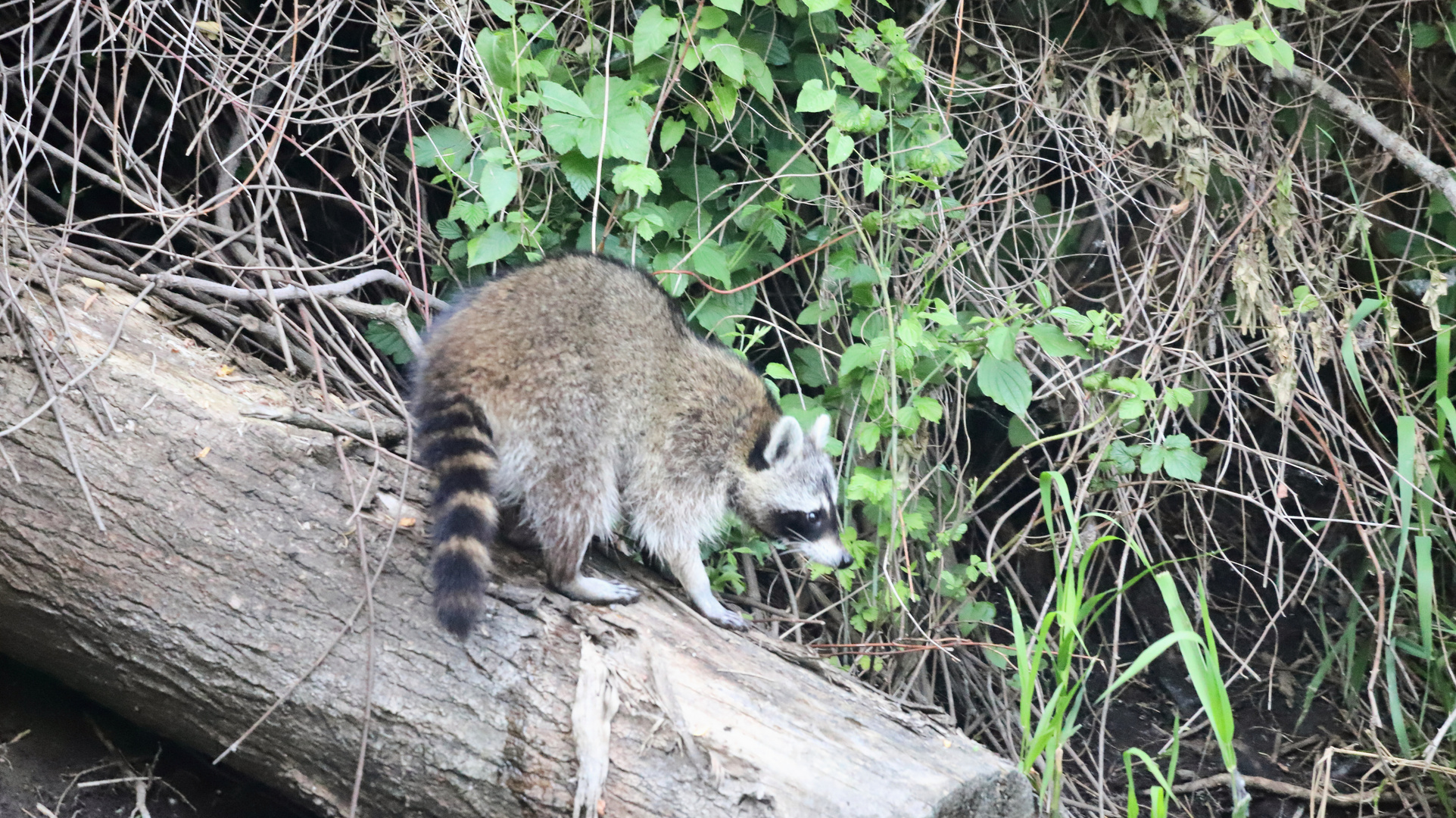 Waschbär