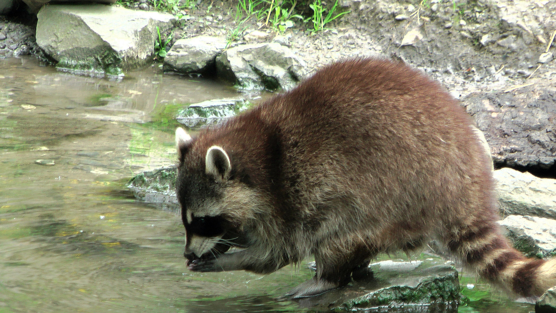 Waschbär