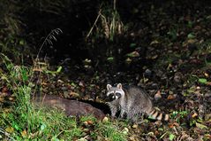 Waschbär - endlich erwischt