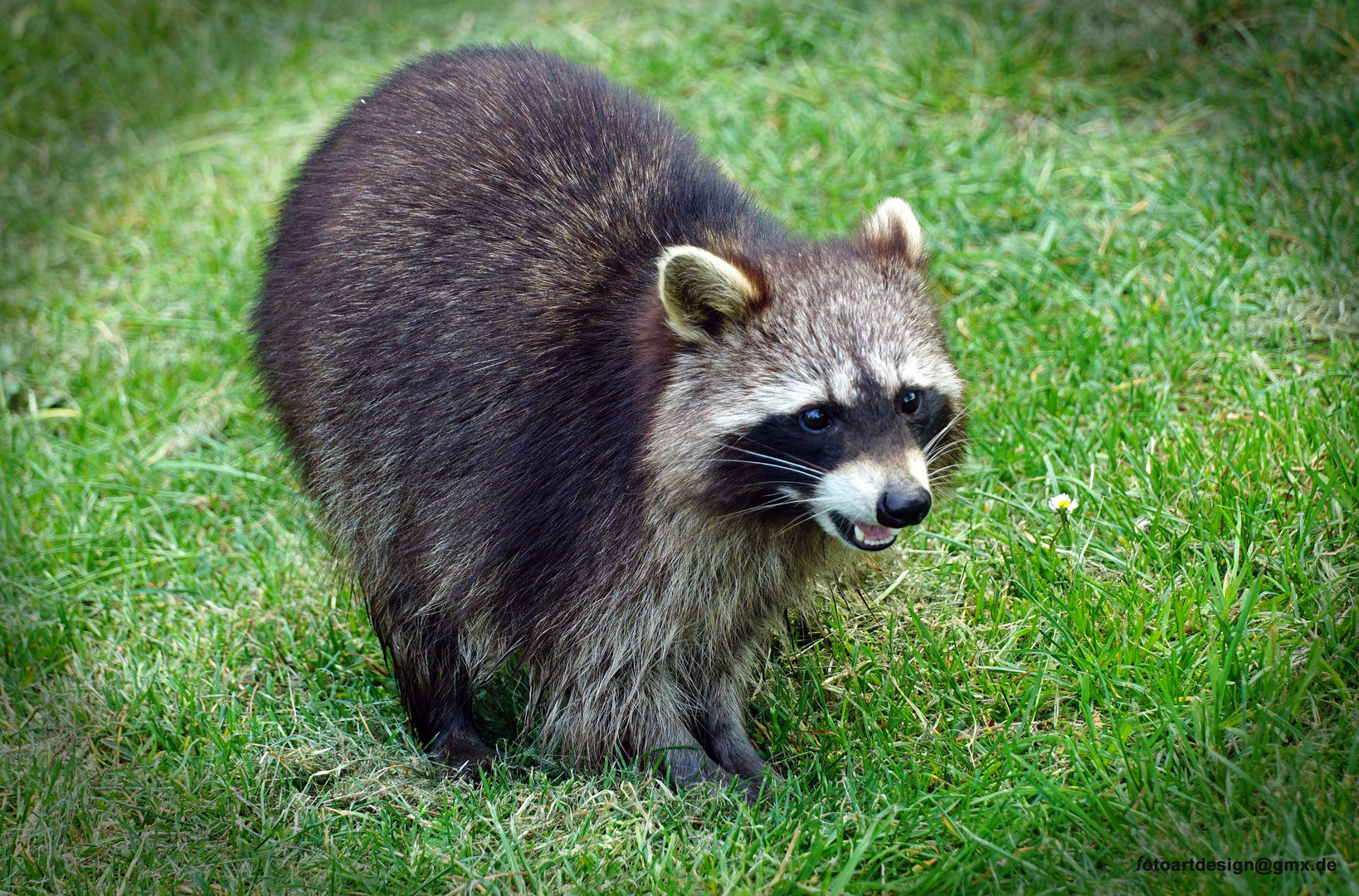 Waschbär erwischt lach