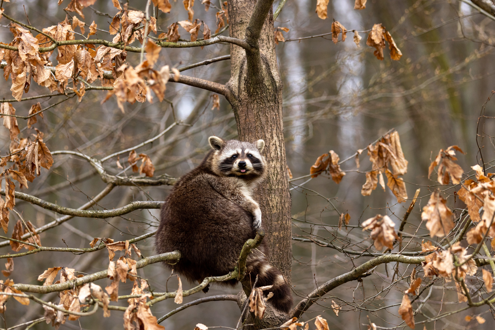 Waschbär