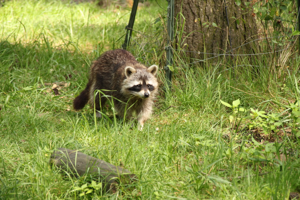 Waschbär