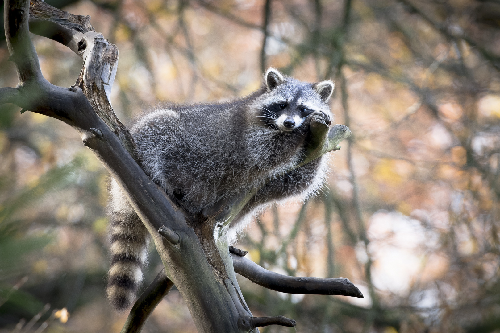 Waschbär