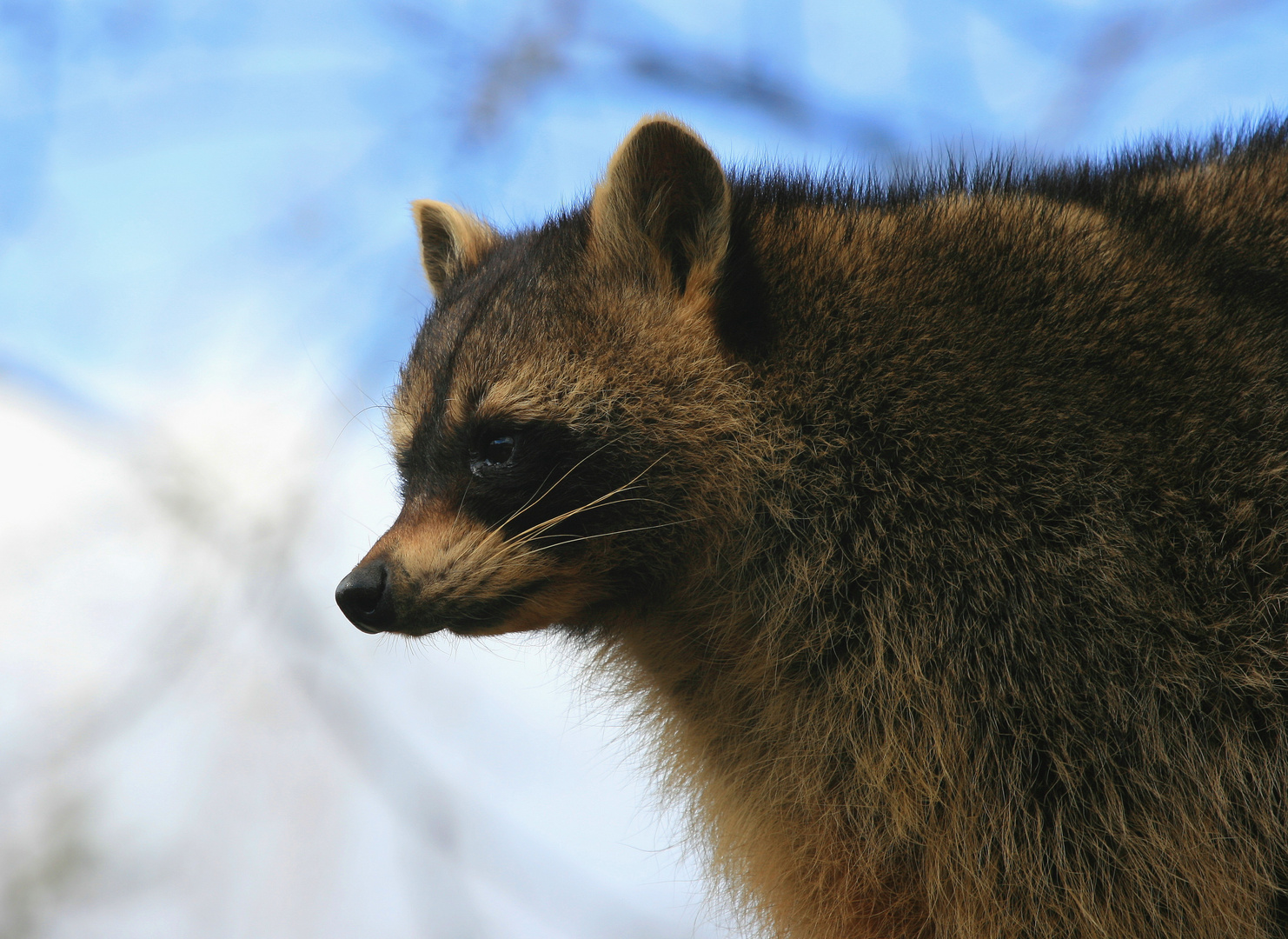 Waschbär