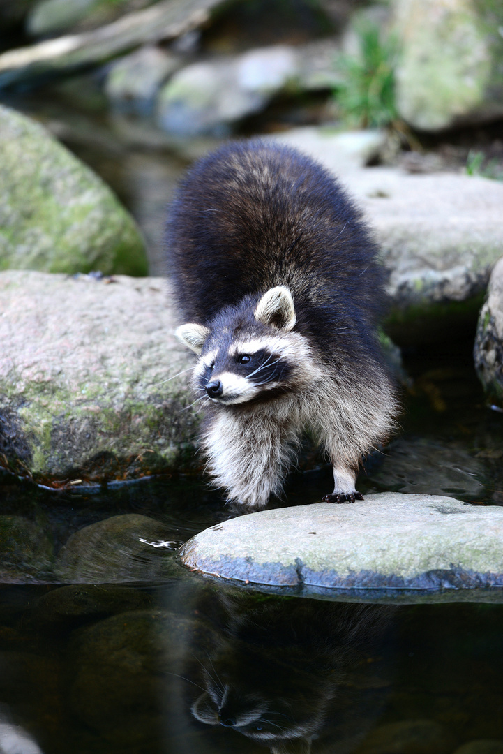 waschbär