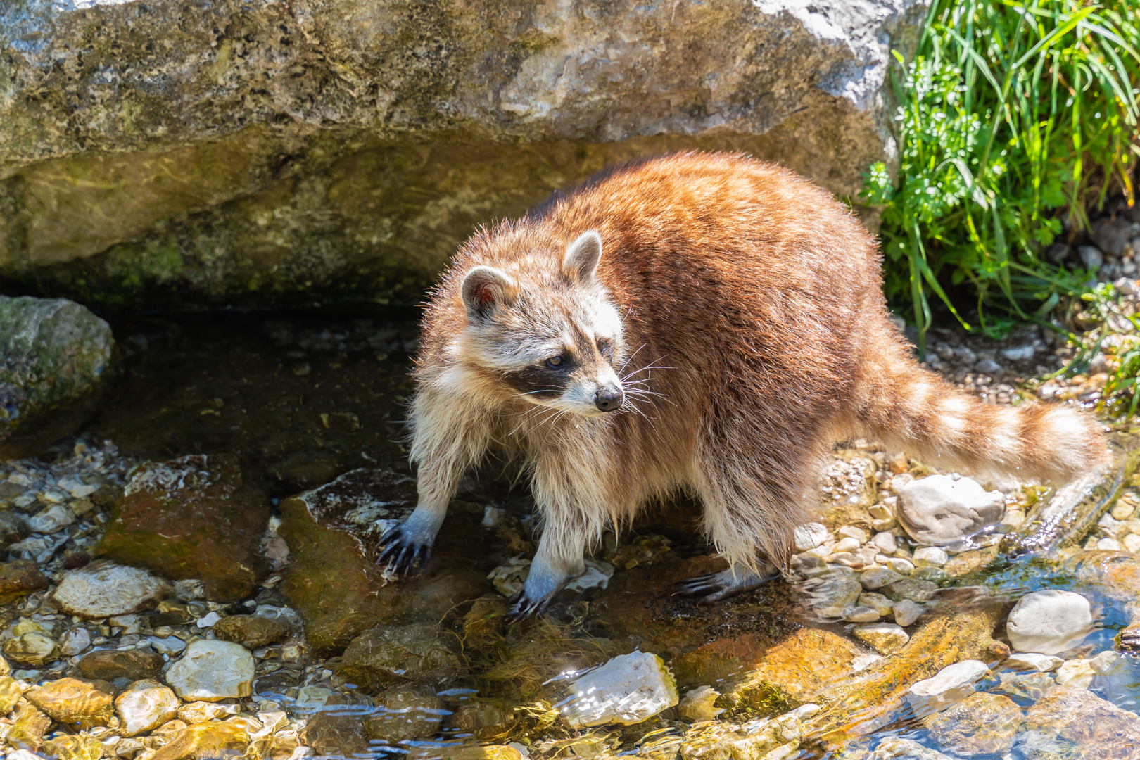 Waschbär