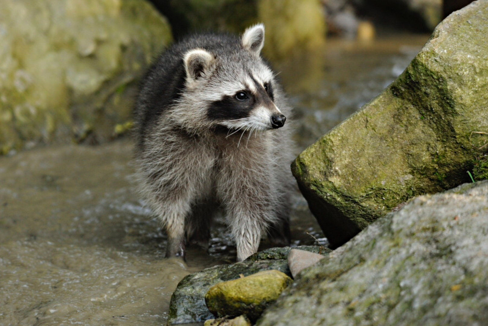 Waschbär