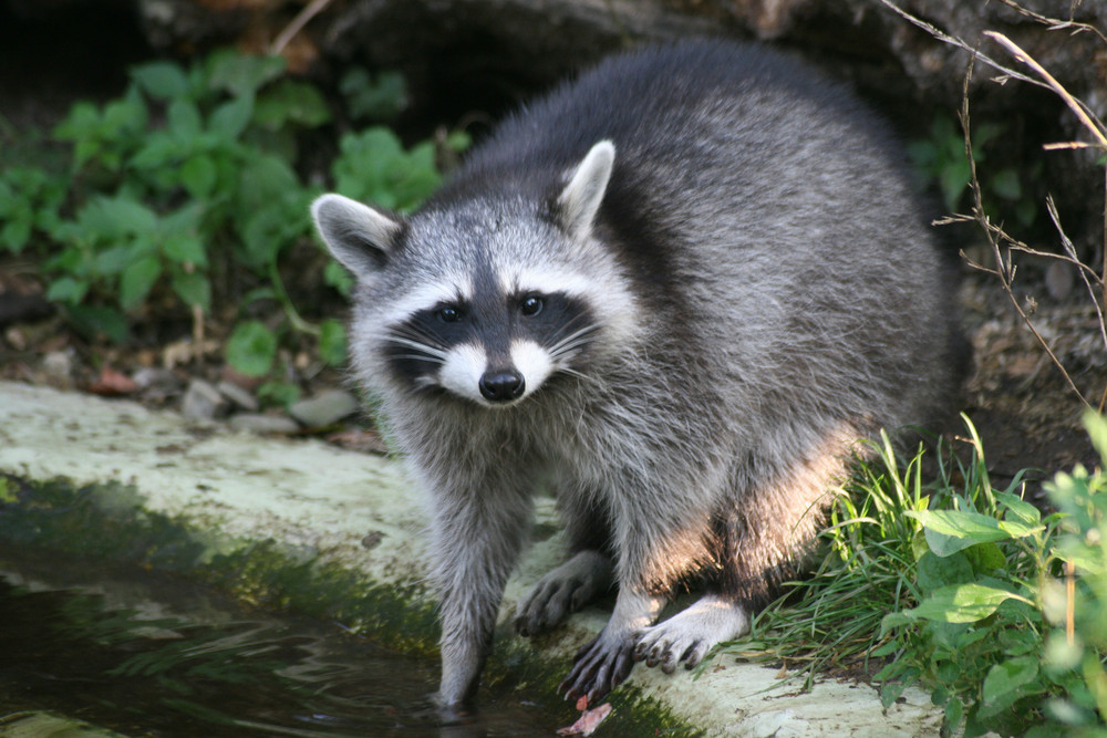 Waschbär