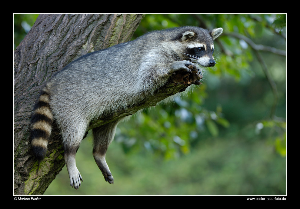 Waschbär • Freisen, Saarland, Deutschland (16-21574)