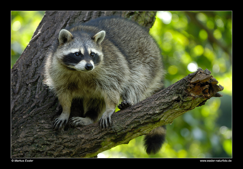 Waschbär • Freisen, Saarland, Deutschland (16-21580)