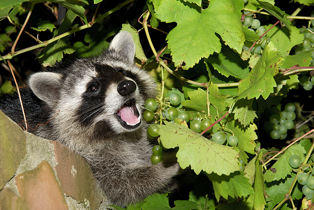 Waschbär frisst Weintrauben