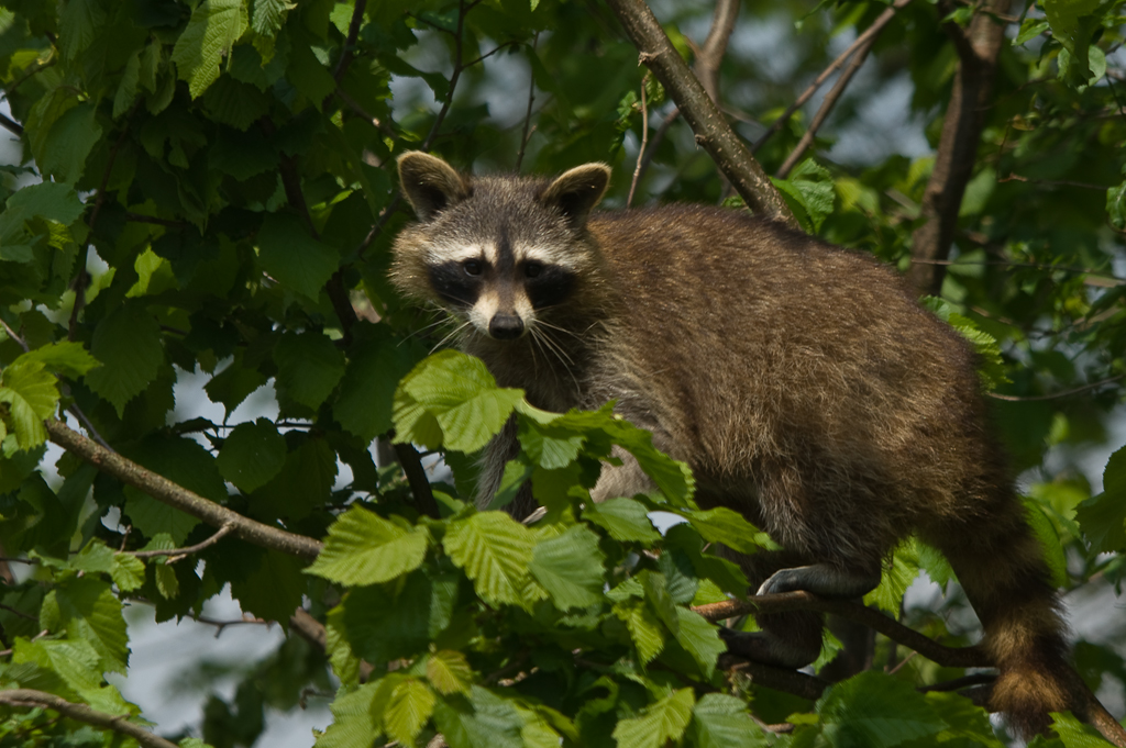 Waschbär ganz oben