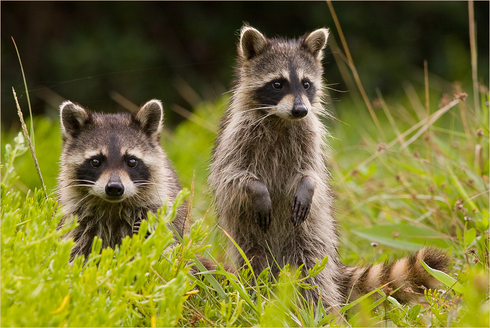 Waschbär - Geschwister