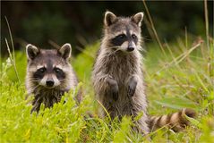 Waschbär - Geschwister