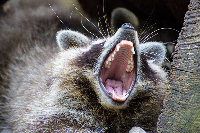 Waschbär große Klappe gute Zähne