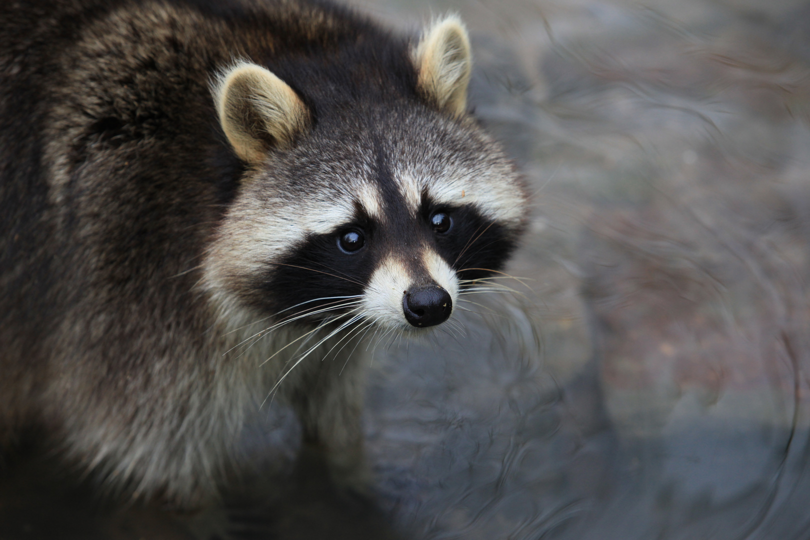 Waschbär, ich bin unschuldig!