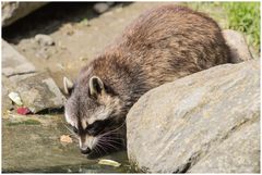 Waschbär - II -