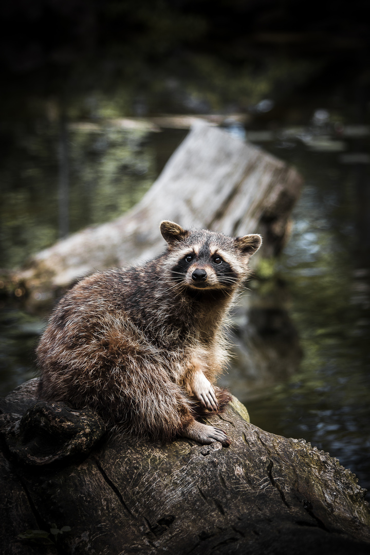 Waschbär II