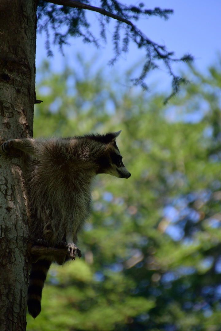 Waschbär III