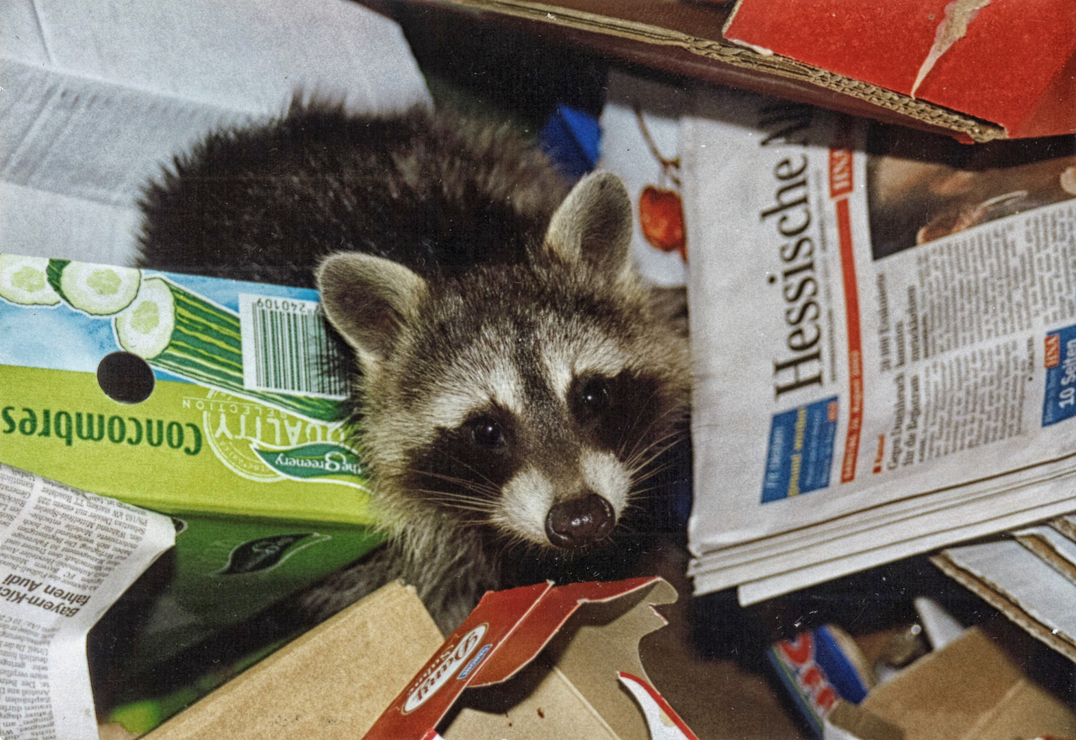 Waschbär im Altpapier