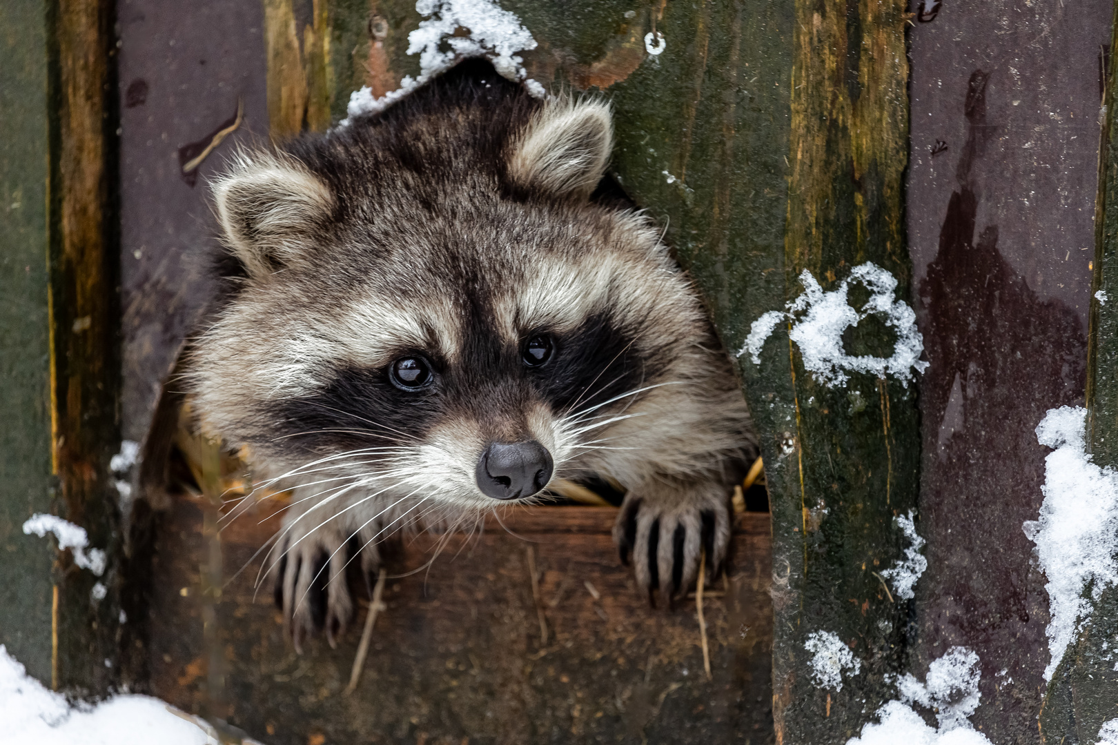 Waschbär im Bau .....