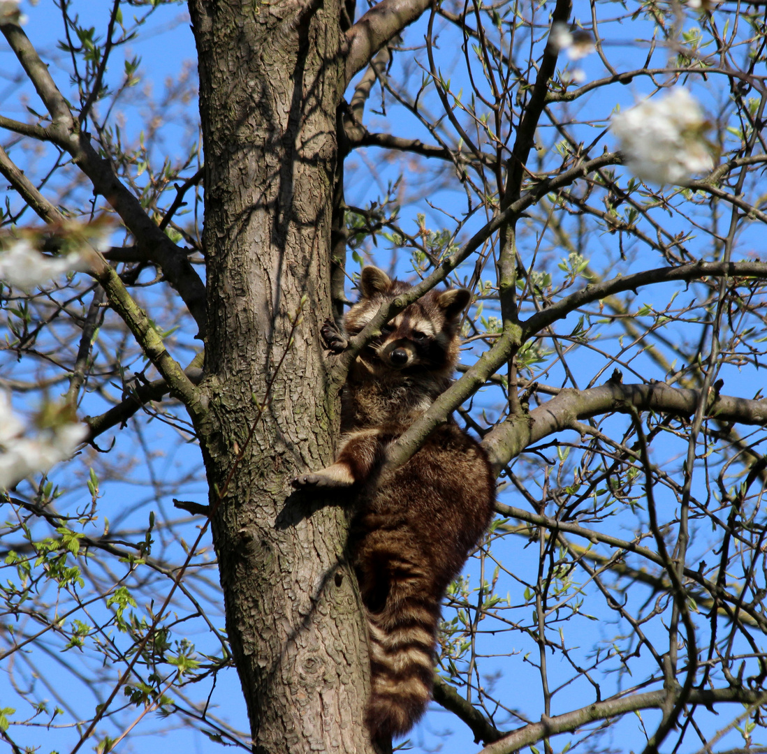 Waschbär im Baum