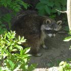 Waschbär im Hofer Zoo