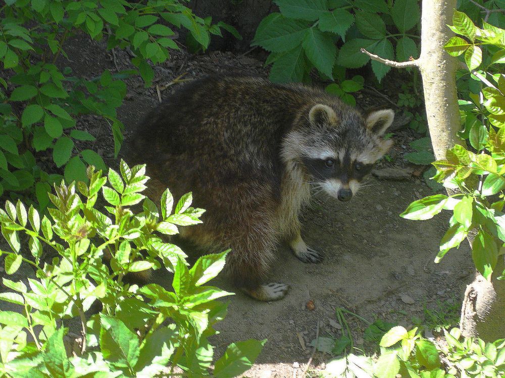 Waschbär im Hofer Zoo