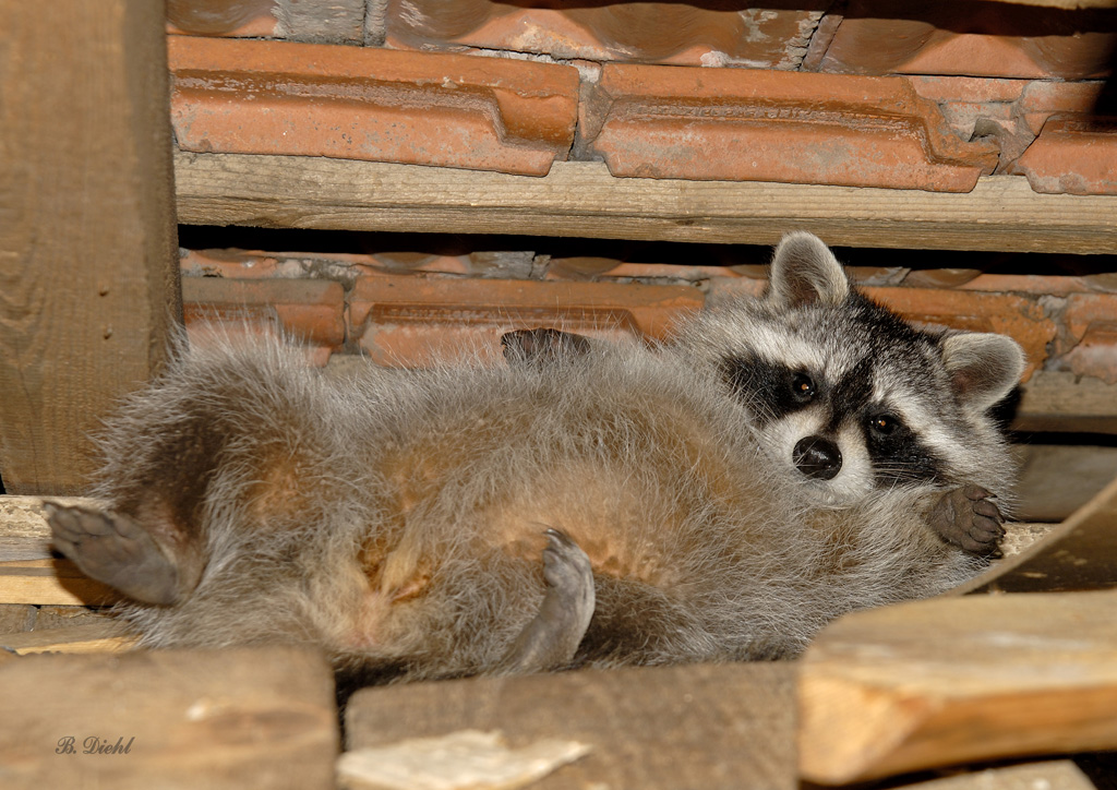 Waschbär im Holzschuppen