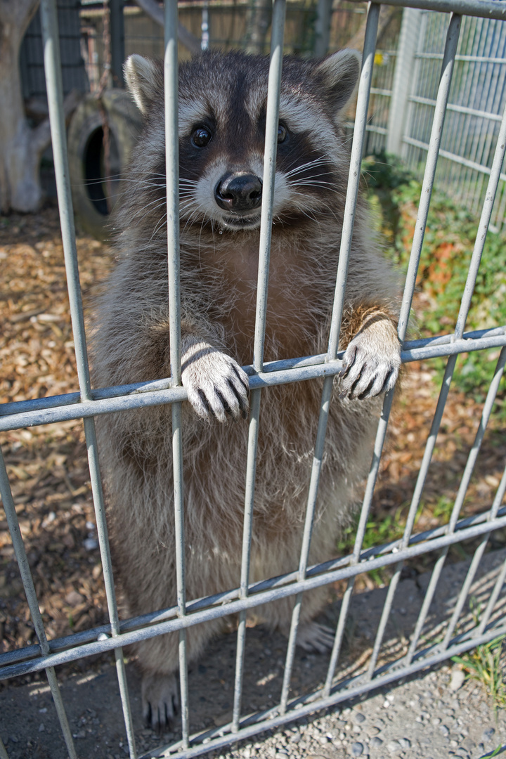 Waschbär im Kleintierzoo Ravensburg