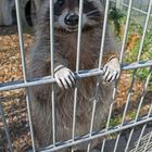 Waschbär im Kleintierzoo Ravensburg