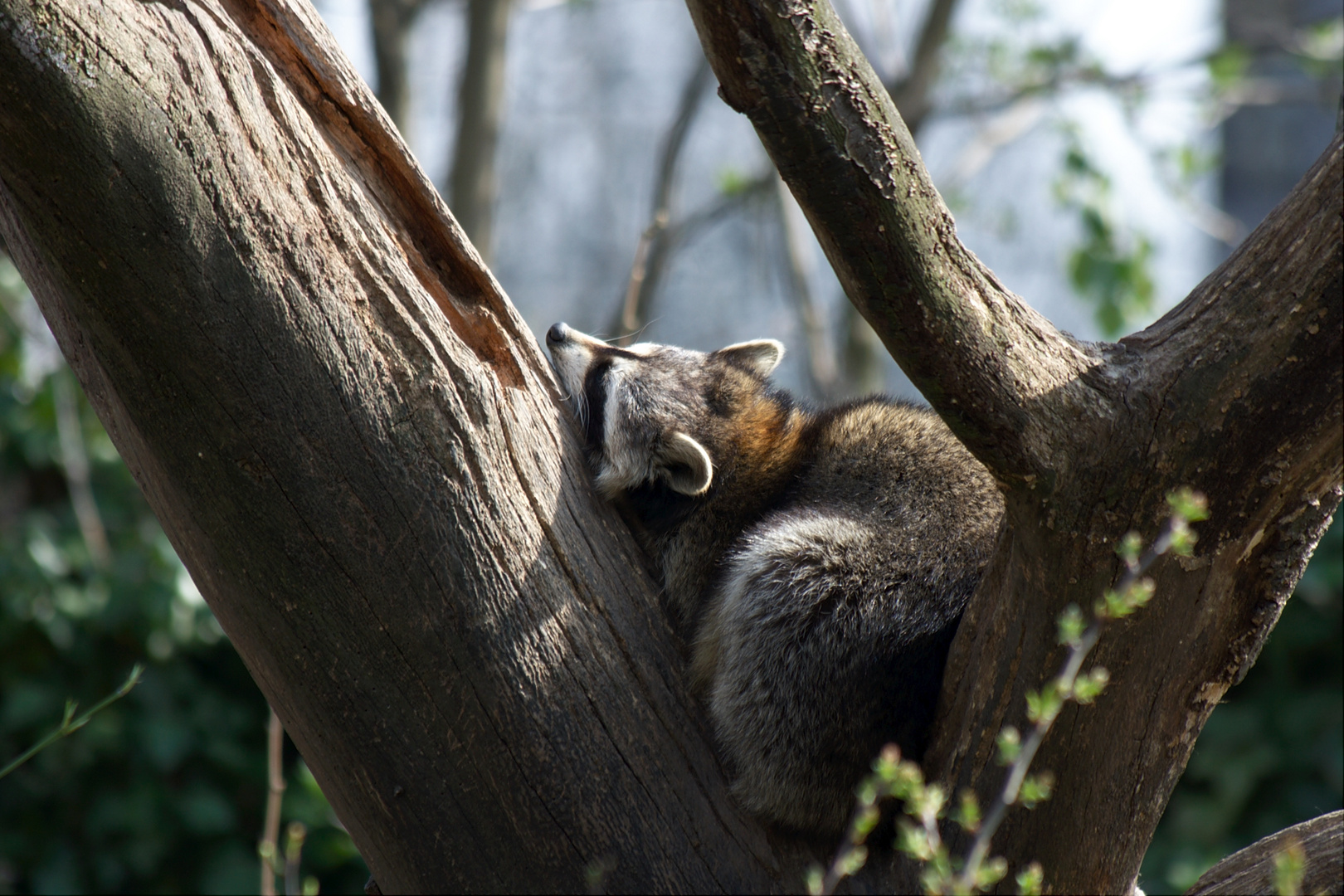 Waschbär im Kölner Zoo