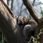 Waschbär im Kölner Zoo