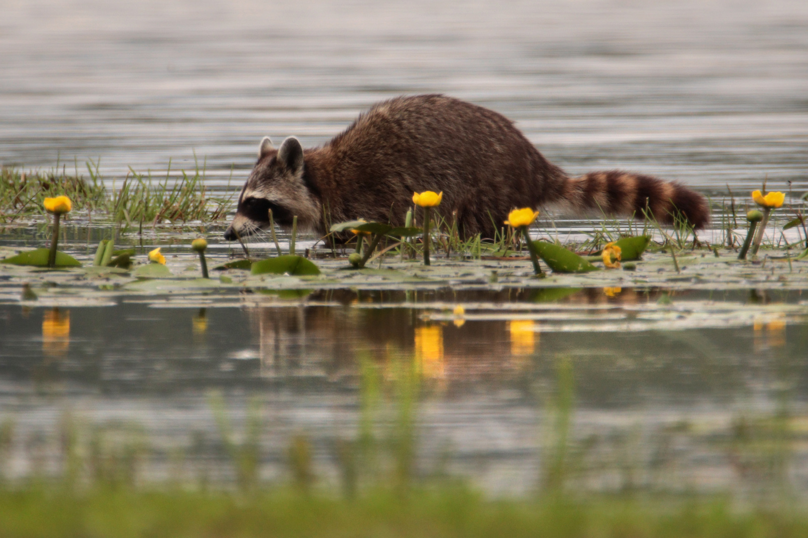 Waschbär im Oberlausitzer Teichgebiet