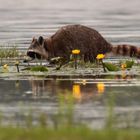 Waschbär im Oberlausitzer Teichgebiet