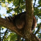 Waschbär im Pforzheimer Wildpark