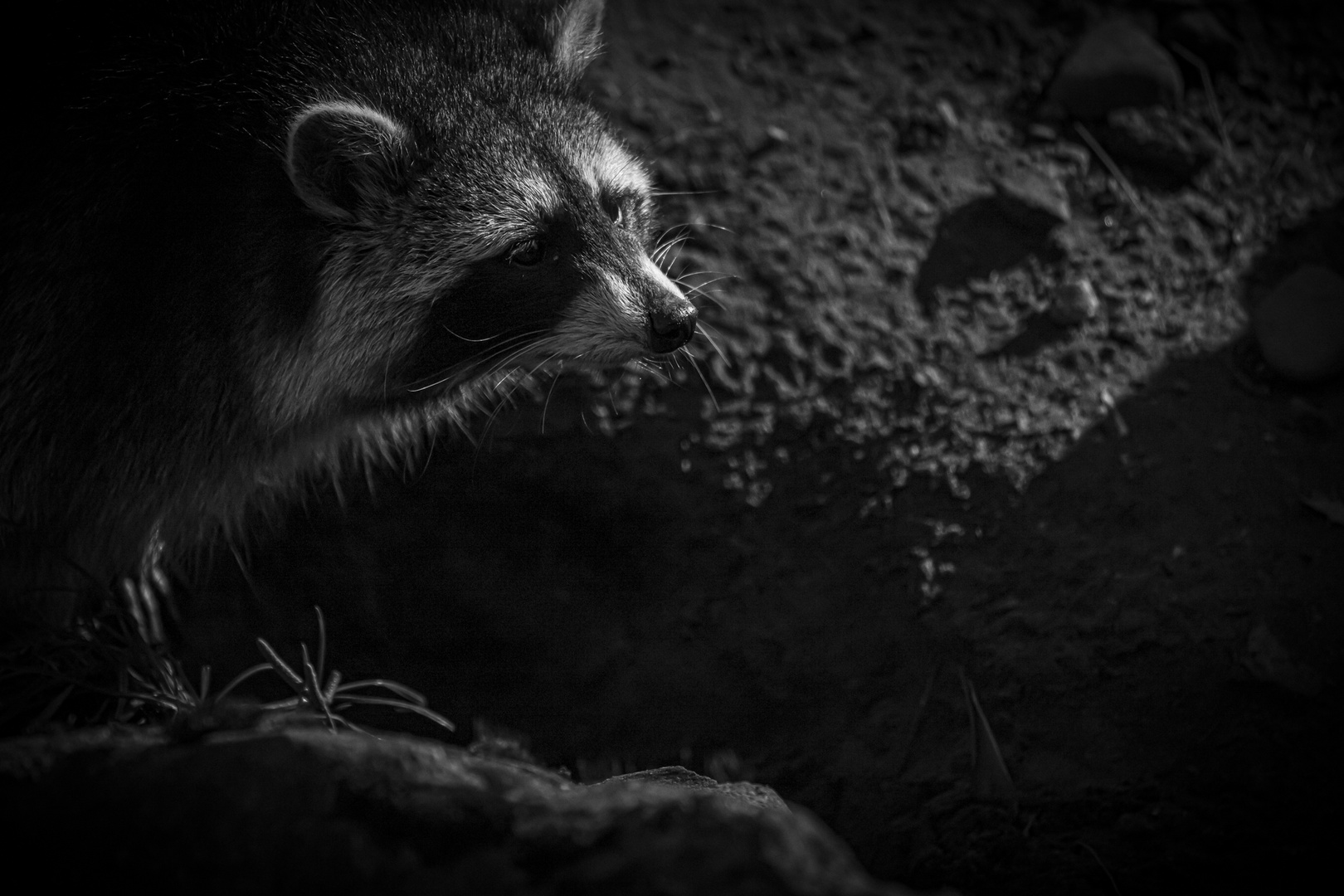 Waschbär im Schattenspiel