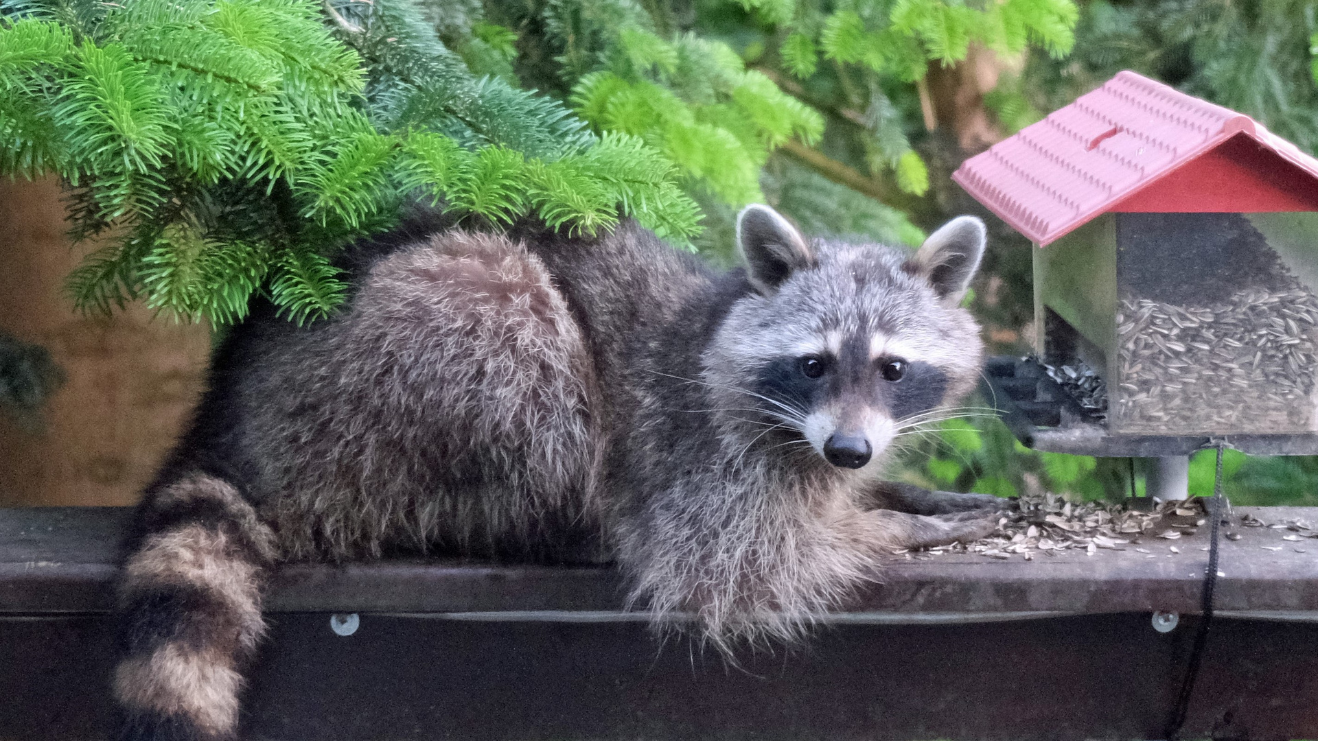 Waschbär im Schlaraffenland