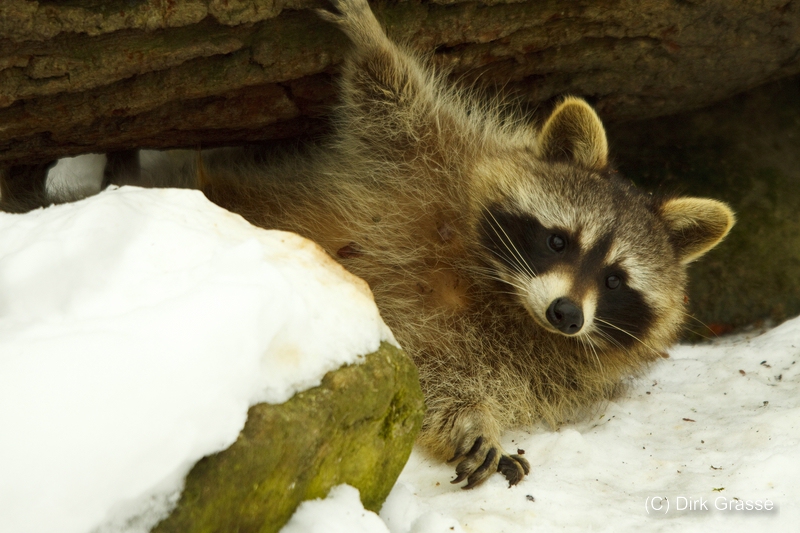 Waschbär im Schnee