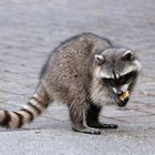 Waschbär im Stanley Park Vancouver