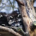 Waschbär im Tierpark Arth Goldau