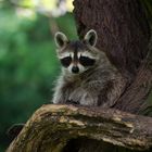 Waschbär im Wildpark