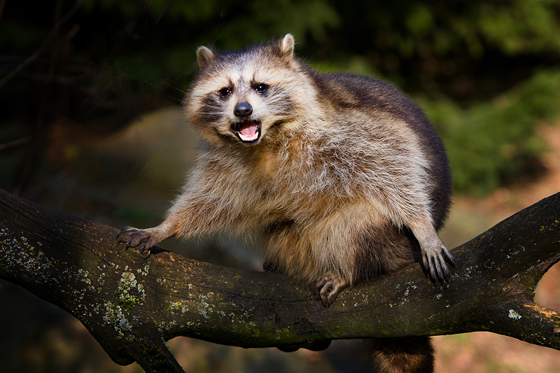 .. Waschbär im Wildpark Bad Mergentheim