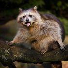 .. Waschbär im Wildpark Bad Mergentheim