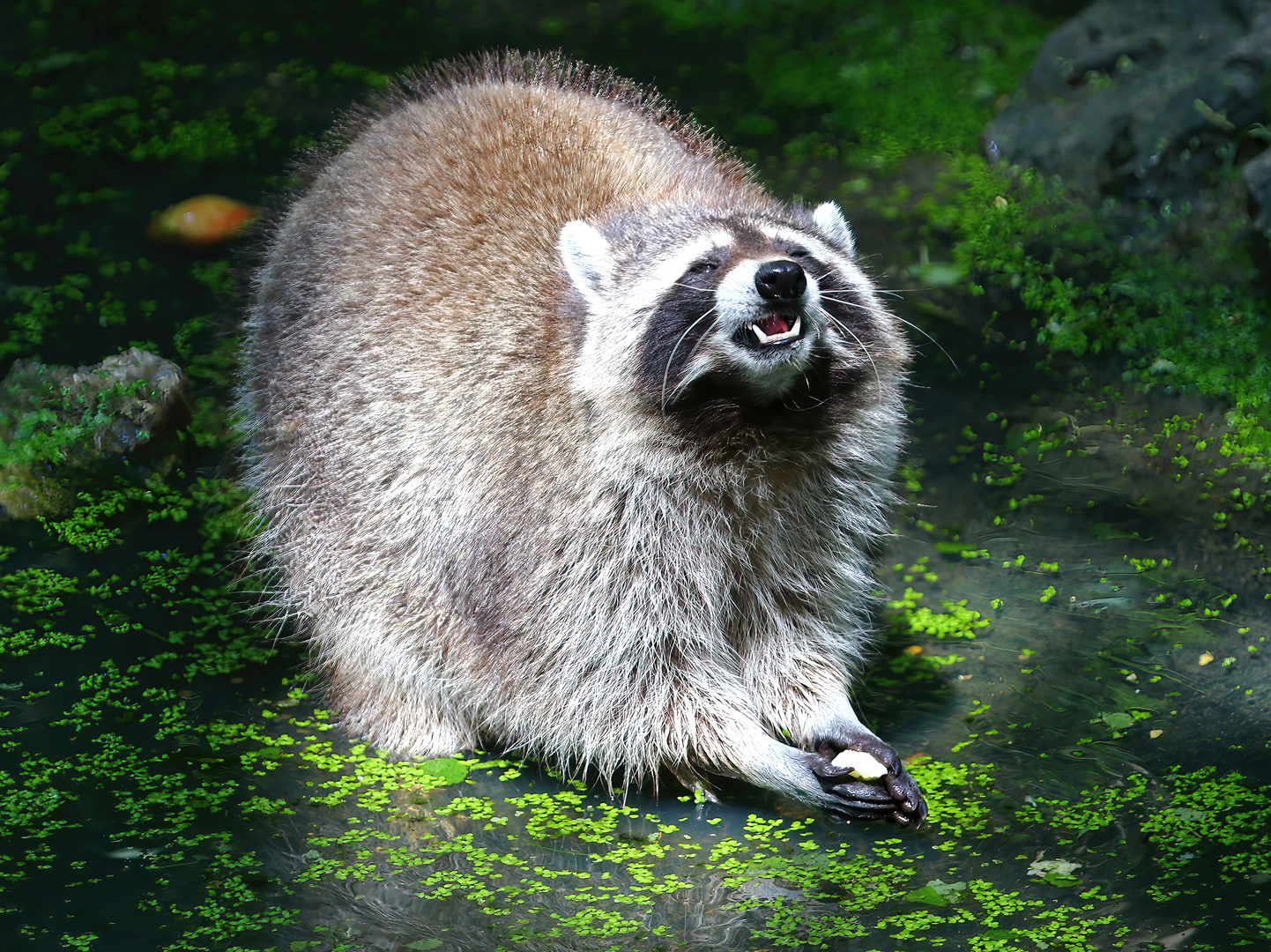 Waschbär im Wildpark Bad Mergentheim