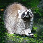 Waschbär im Wildpark Bad Mergentheim